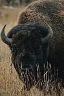 Totem Bison